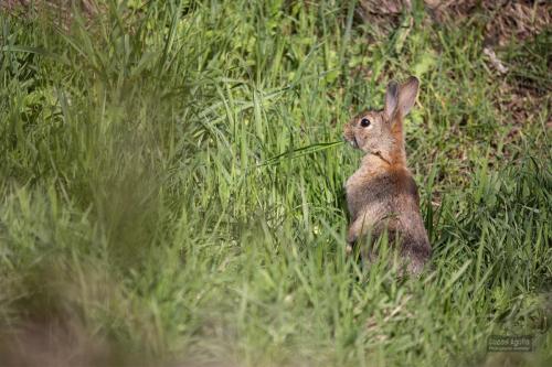 lapin de garenne