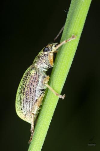 charançon vert pale