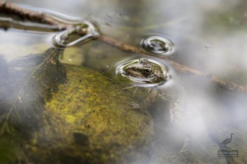 grenouille verte