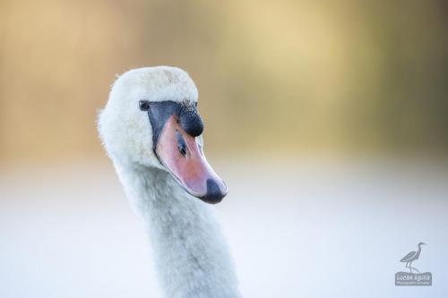 cygne tuberculé