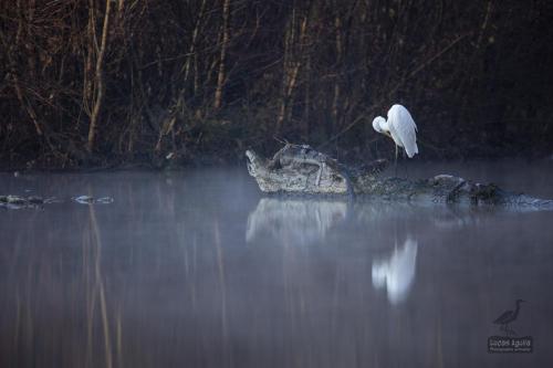 grande aigrette